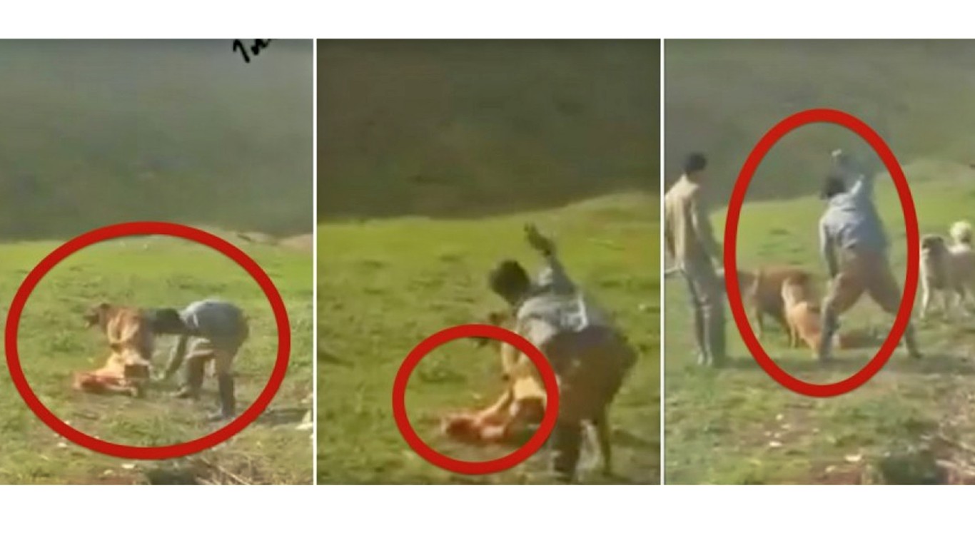 Punish shepherd that beat up harmless dog with stick in fit of rage!