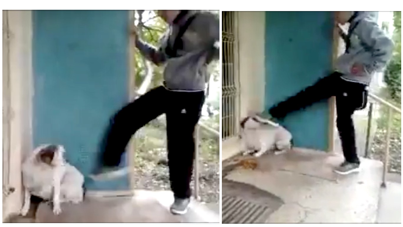 Prosecute schoolboy that kicked stray dog several times and laughed!