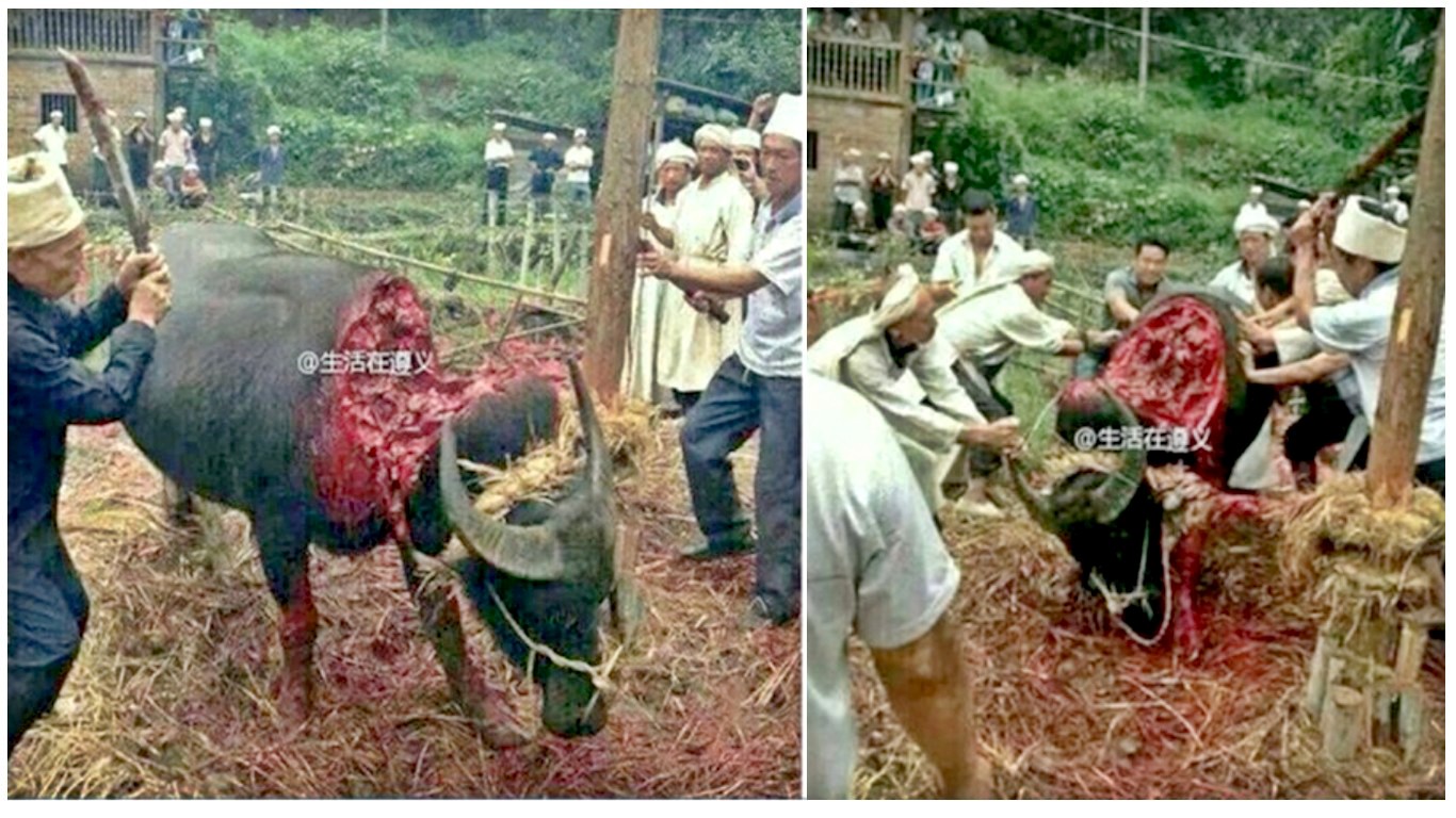 Bull tied to a pole and chopped into pieces in barbaric tradition!