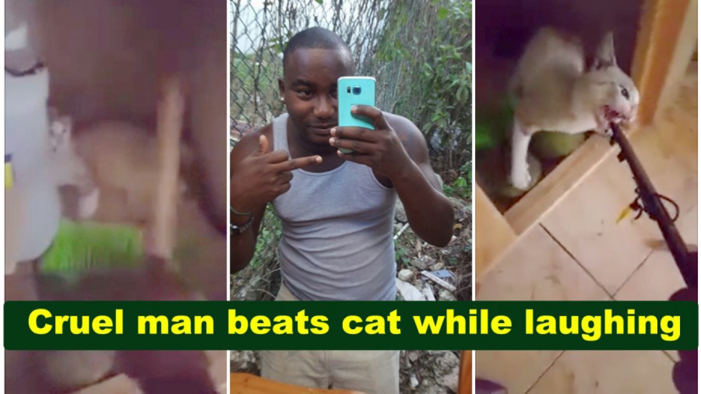 Prosecute cruel man who hit cat with wooden pole as he laughed!