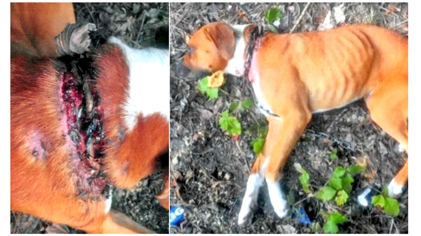 Justice for dog dumped on the side of the road with severe injuries!