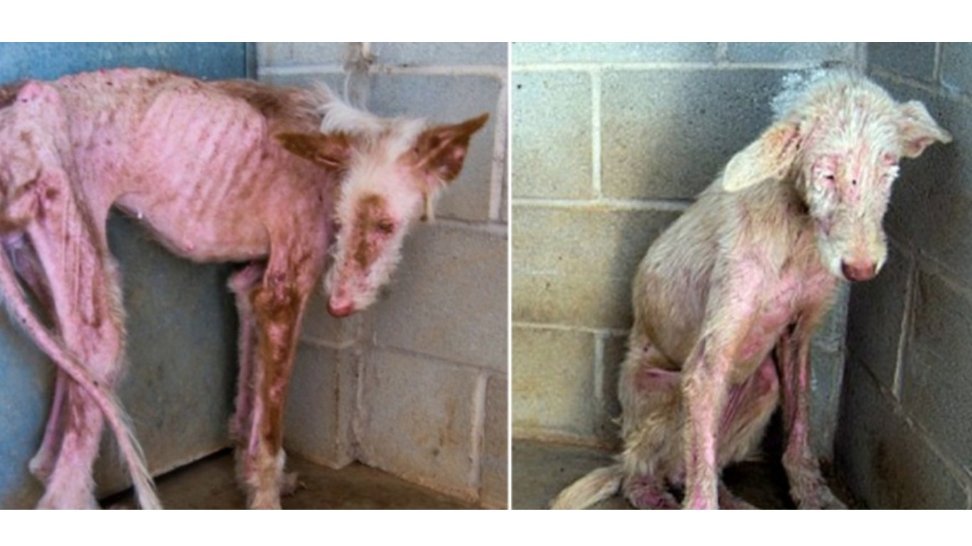 Justice for dogs starved for weeks by cruel owner!