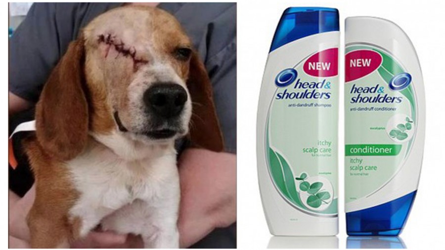 Did you know beagle puppies are often blinded during quality tests for Procter & Gamble shampoos? Take Action Now!