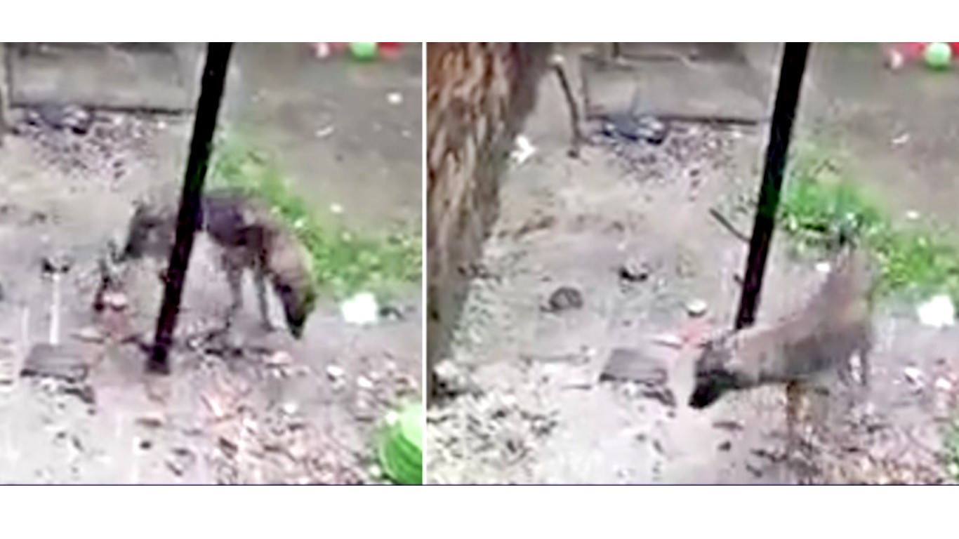 Justice for pet dog tied to a pole in the cold rain for hours!