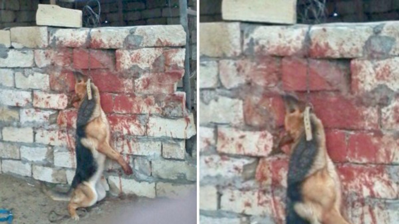 German Shepherd dog chained to a wall and left to die gets no justice!