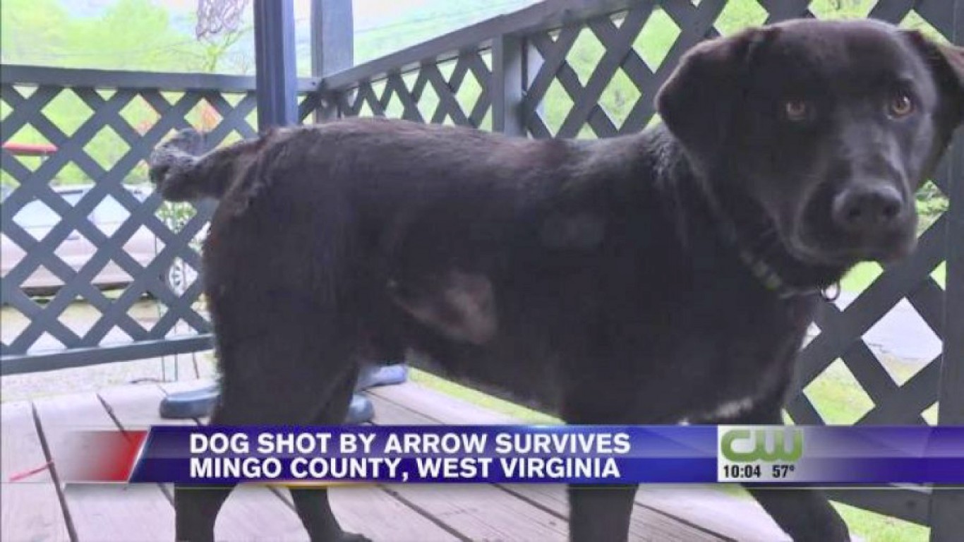 Justice for pet dog shot with arrow during afternoon walk!