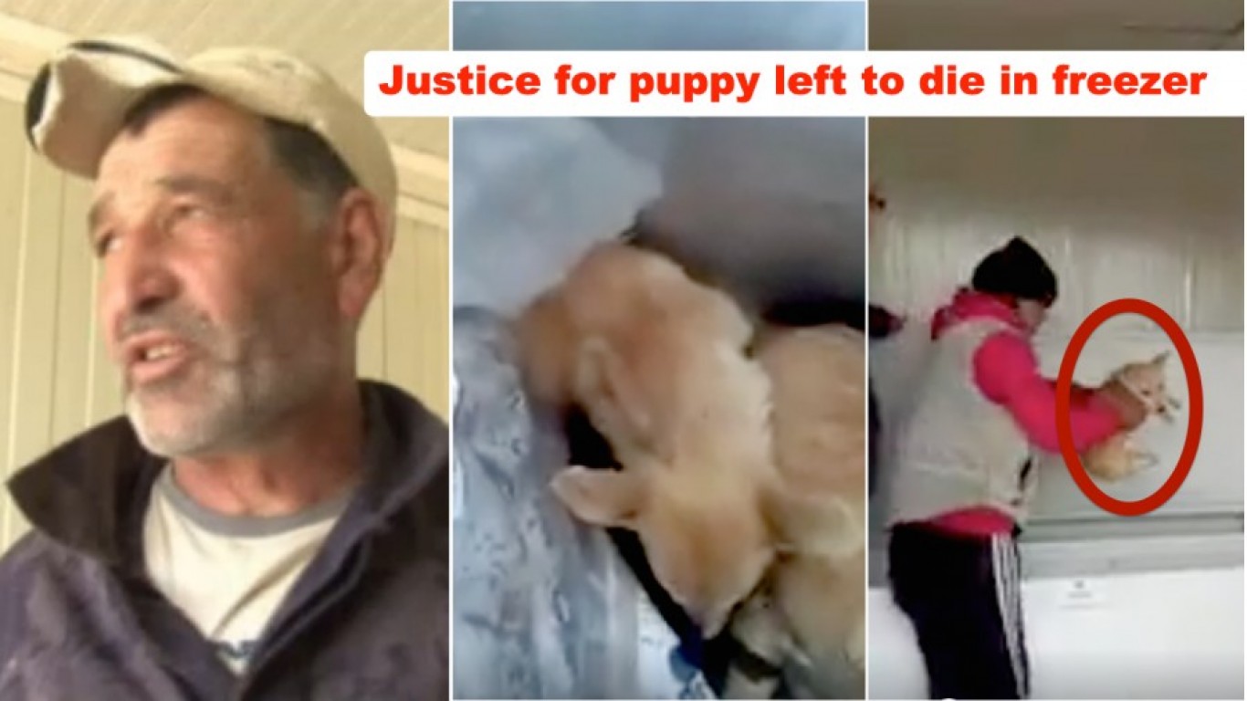 Punish cruel shelter employee that left puppy to die in freezer!