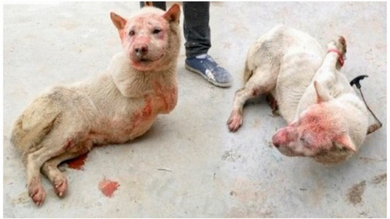 China â€“ Dogs have legs tied up, before being skinned alive and cooked at food festival!