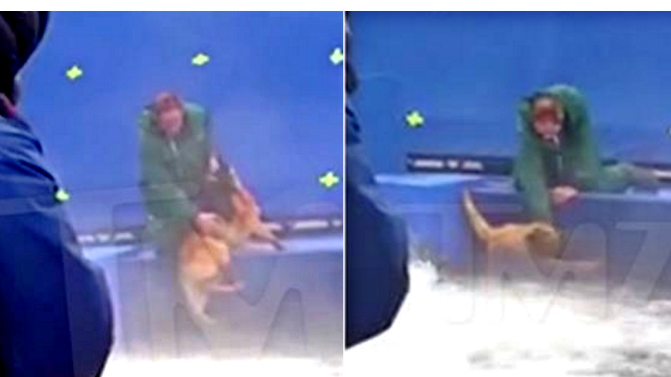 Pledge to boycott A Dogâ€™s Purpose movie â€“ animals get abused on set!