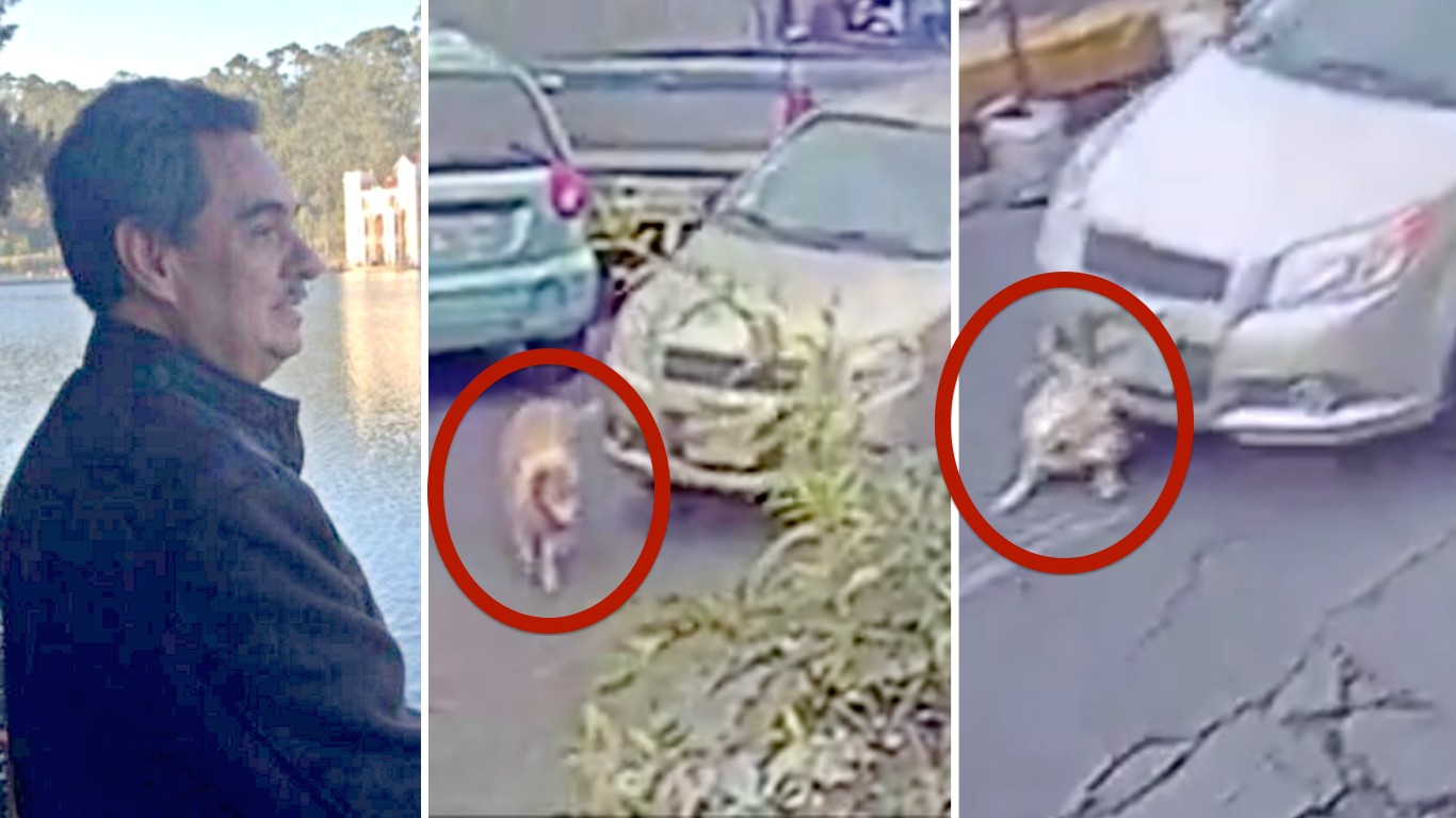 Prosecute driver that fatally ran over dog on purpose!