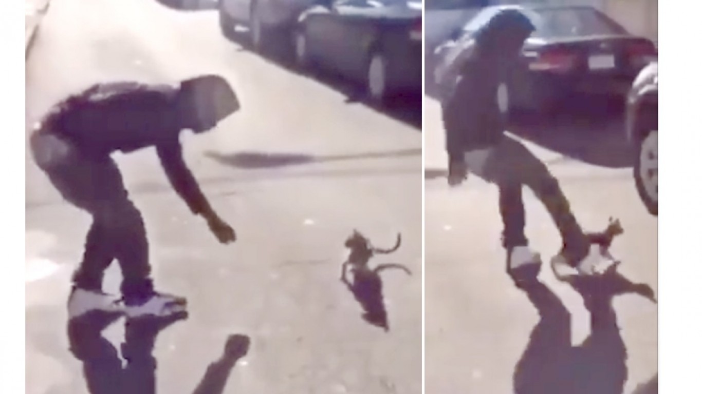 Punish thug that kicked cat like football and laughed!