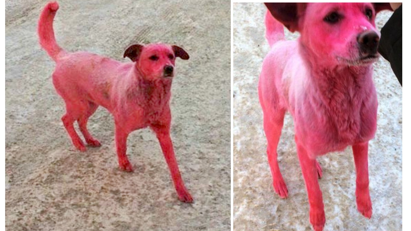 Prosecute jerks that sprayed dog in toxic paint for fun!