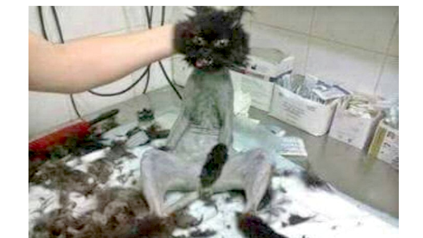 Punish owner that cruelly shaved cat and bragged about it online!