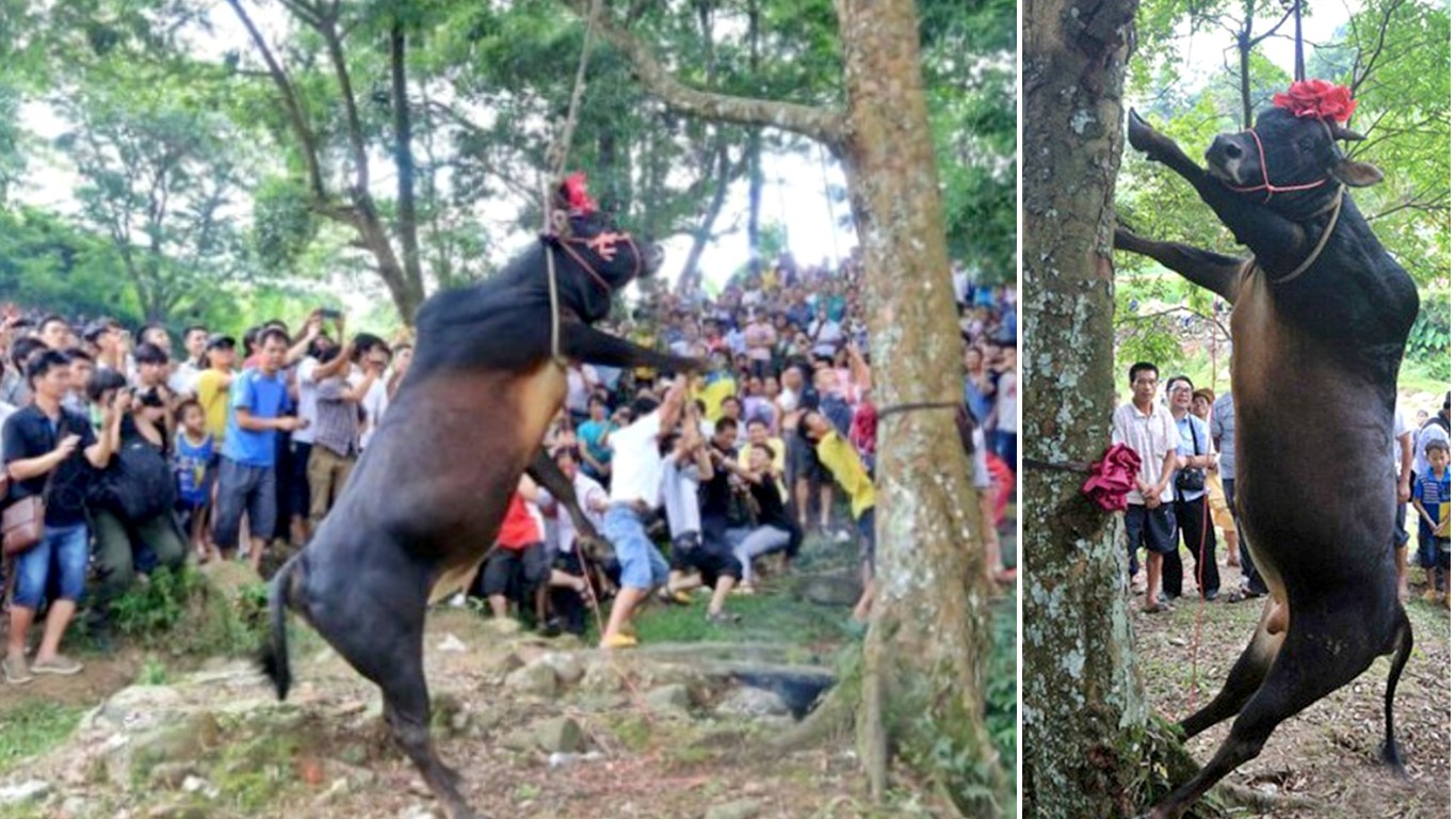 Stop festival where live bull is hung from a tree for good fortunes in China!