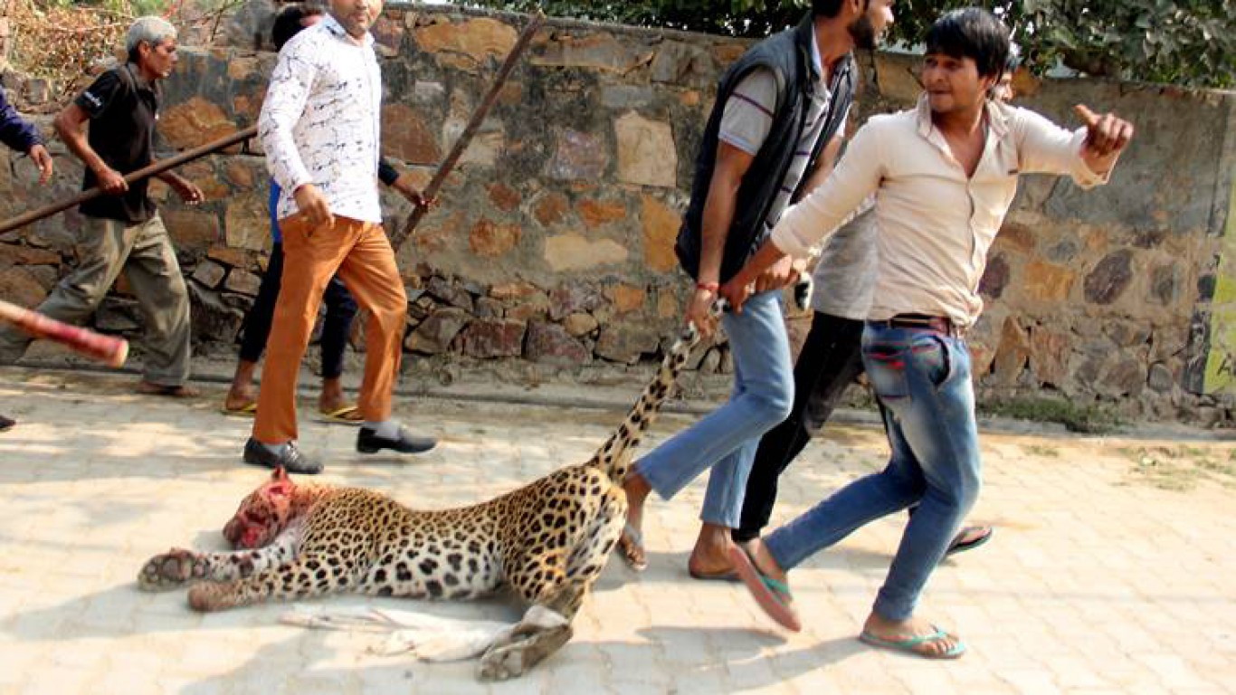 Justice for leopard mercilessly terminated by crowd in India - November 2016!