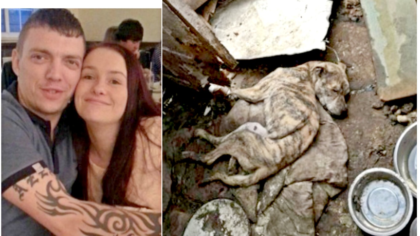 UK: Couple that starved dog to death will not spend a day in jail! Sign The Petition!