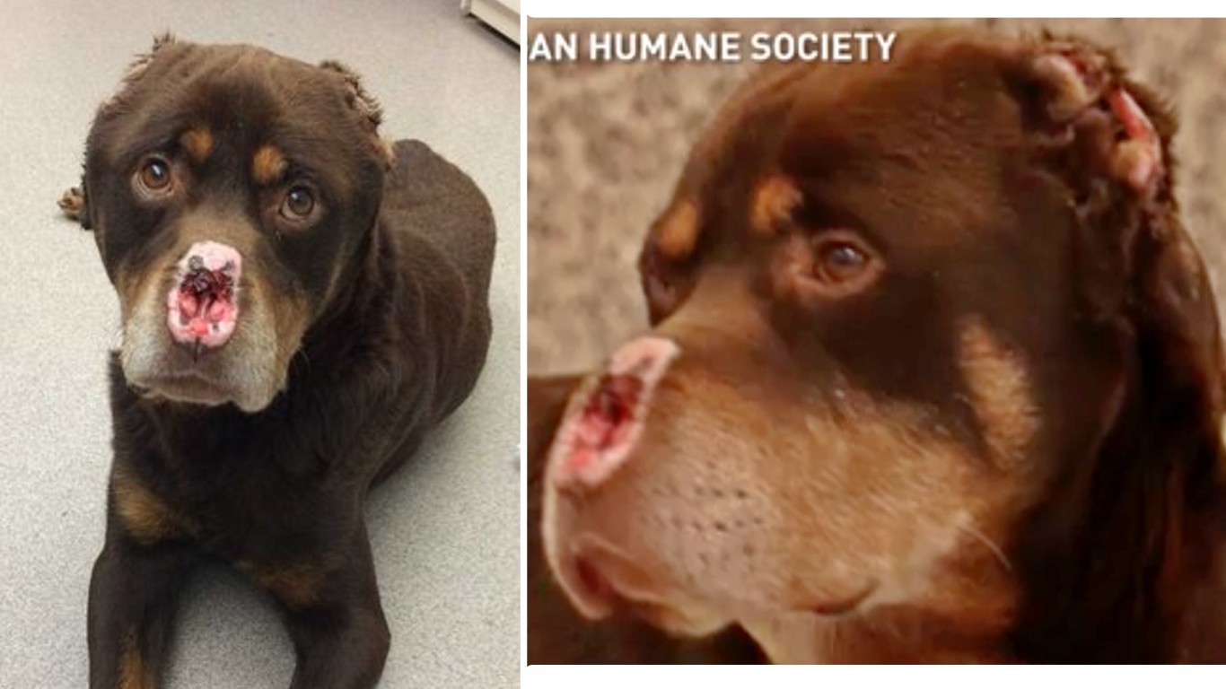 Justice for dog found with nose and both ears chopped off!