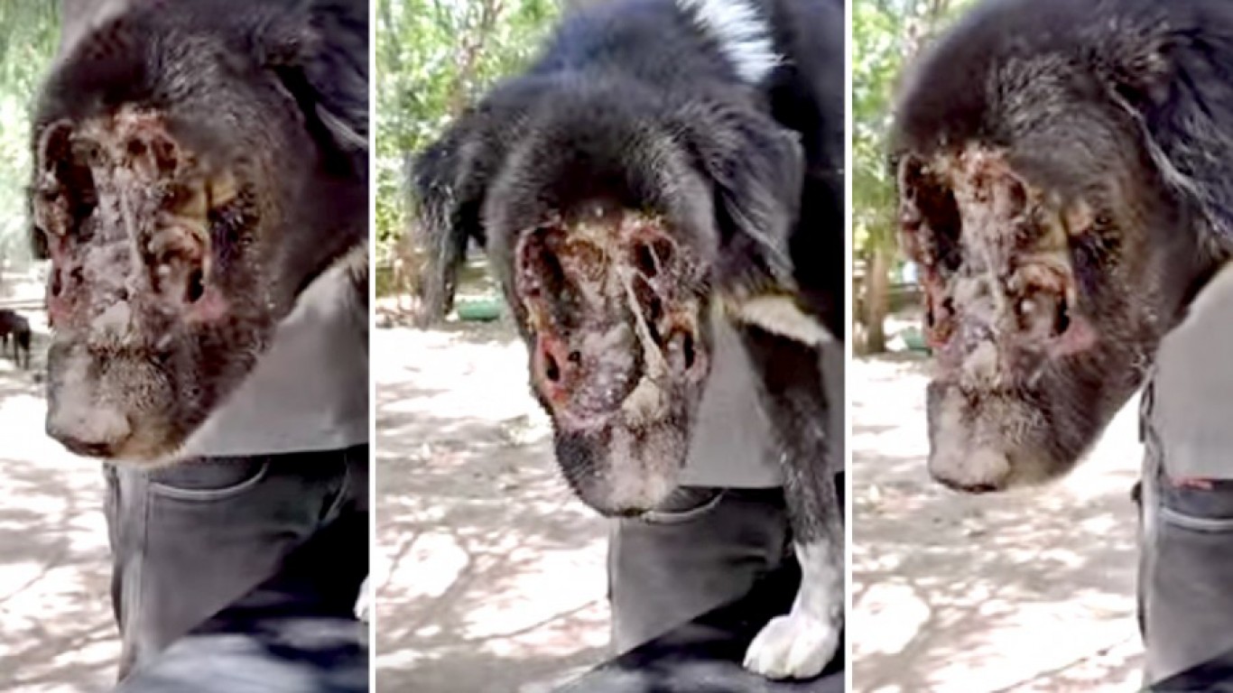 Support a law for Kalu â€“ abandoned dog whose face was eaten off by maggots!