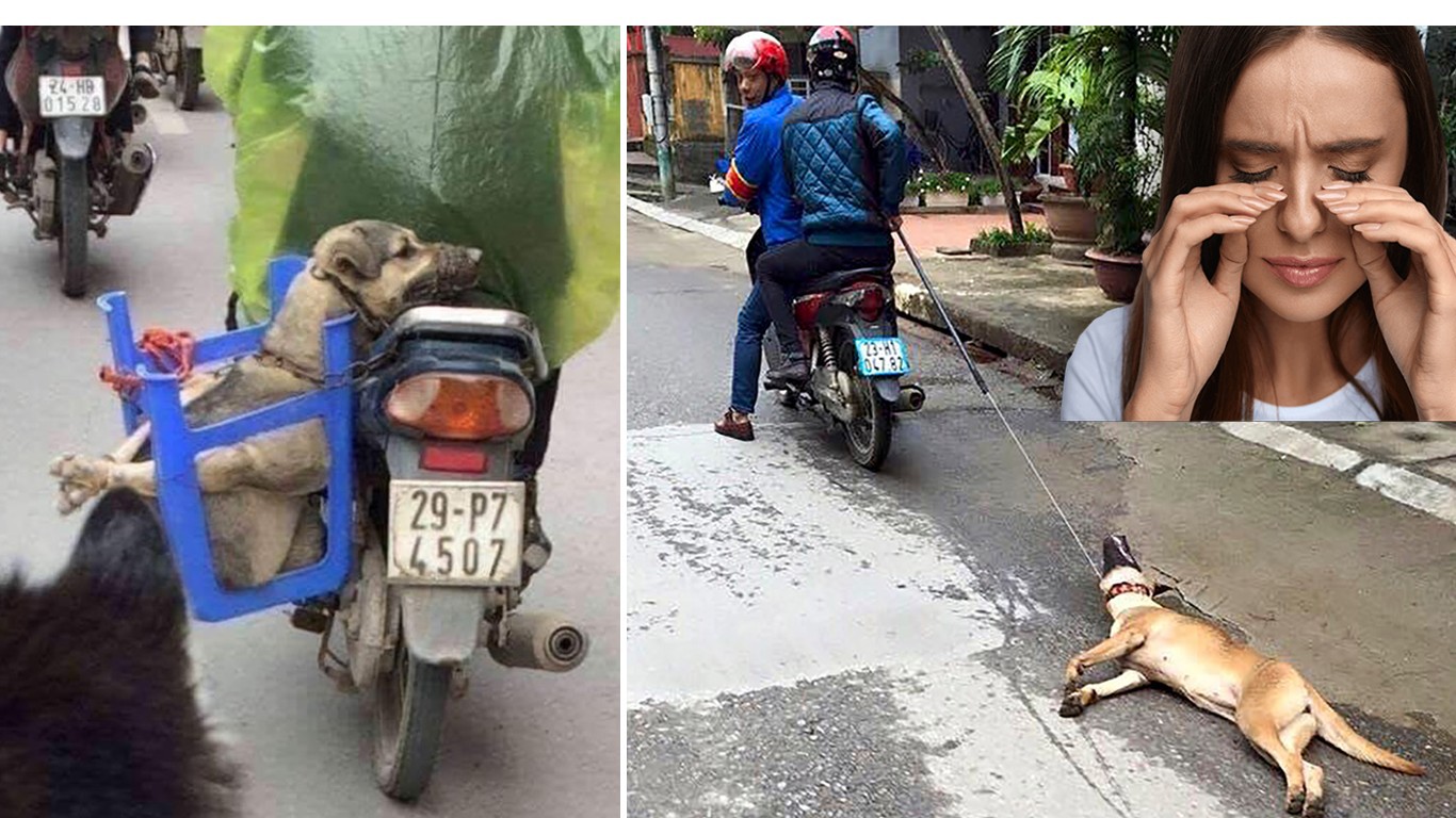 China: Stolen dogs are dragged to restaurants and sold as food in plain sight!