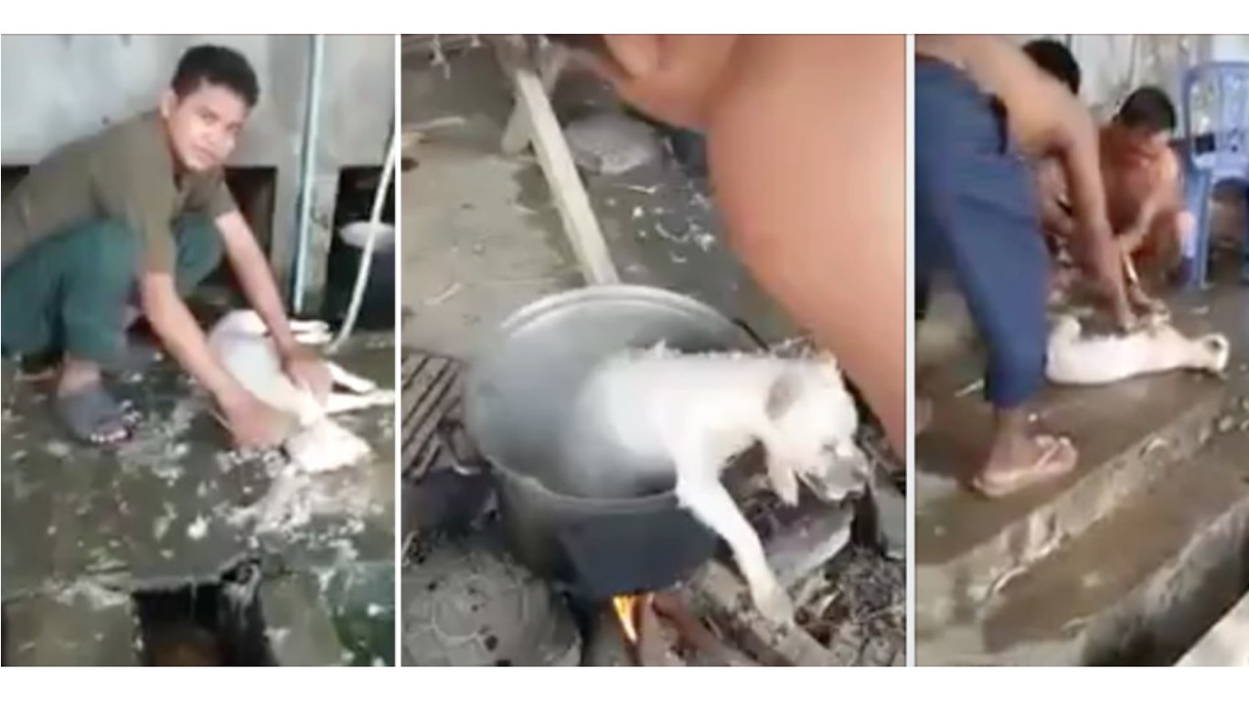 Stop dogs from being boiled alive for their meat and leather!