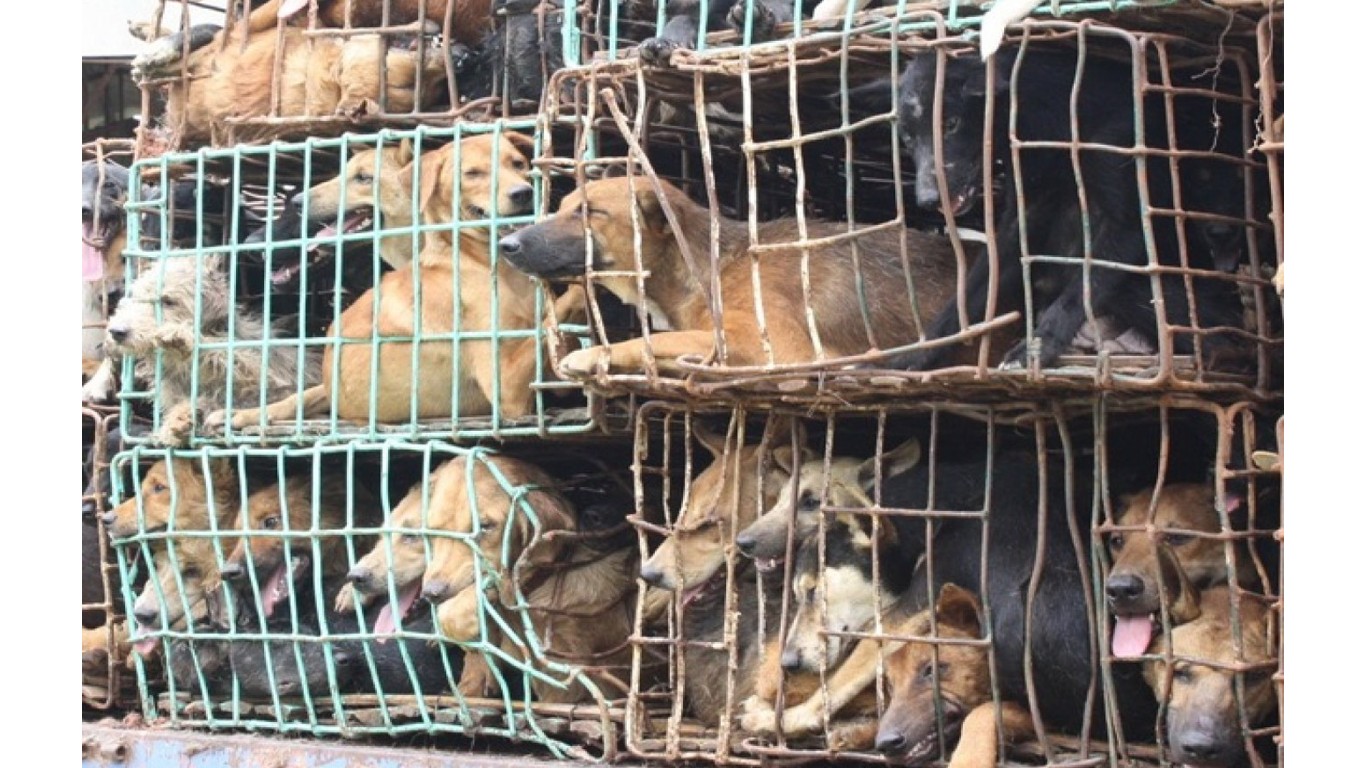 Puppy mills need to stop!