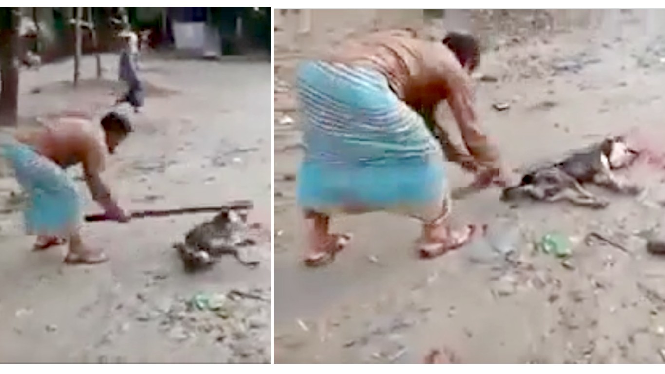 Justice for dog bashed in the head repeatedly with heavy stick!