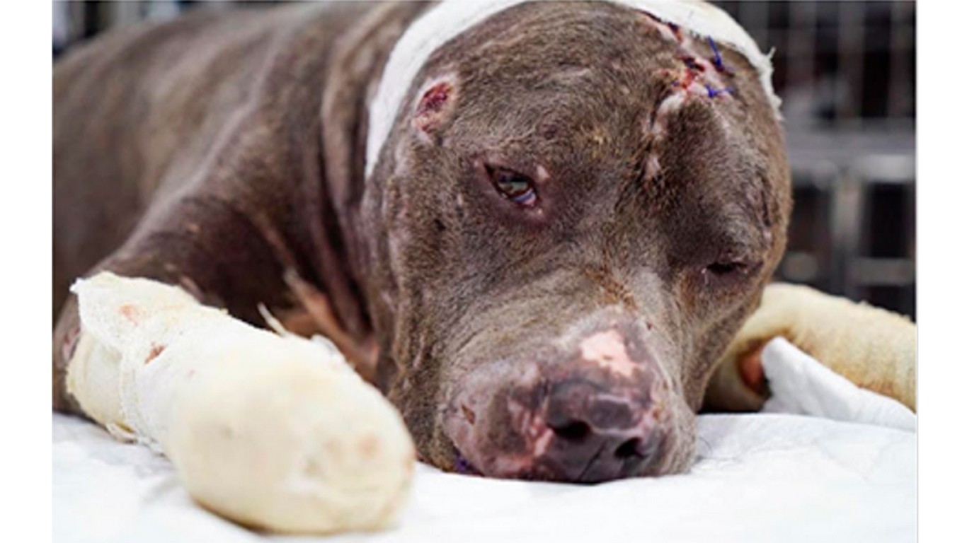 Justice For Betsy â€“ thrown in the trash because she refused to fight!