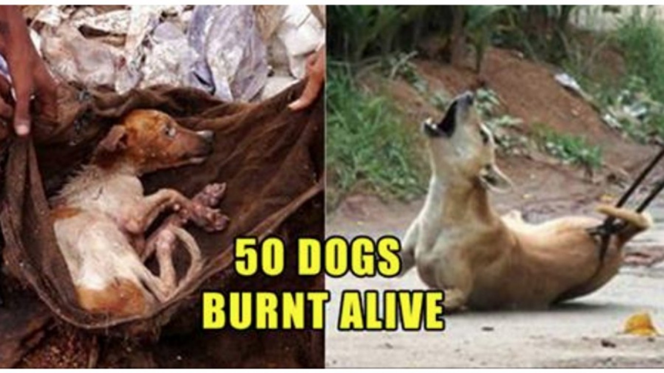 Justice for the 50 dogs poisoned and burned alive!