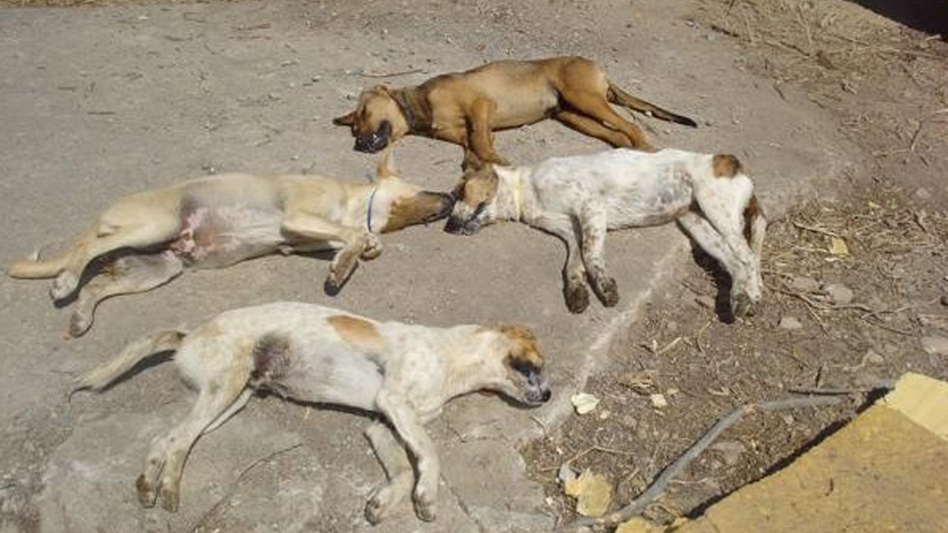 Stop the mass poisoning of dogs ahead of the Eurovision Song Contest!