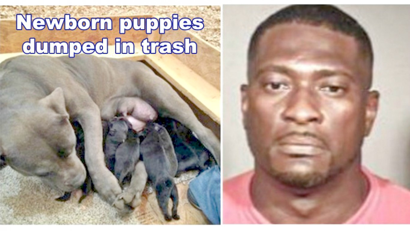 Justice for newborn puppies thrown in the trash!