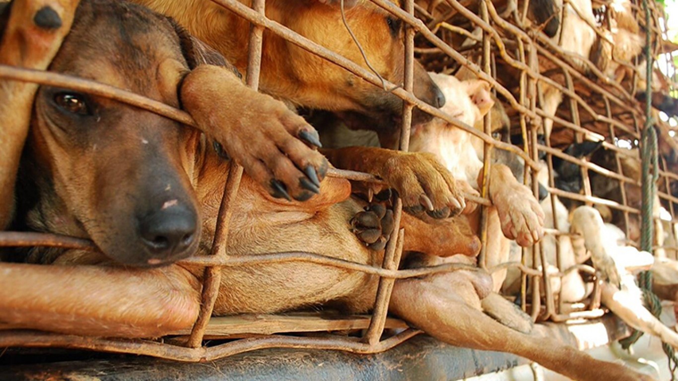 Lychee and Dog Meat Festival