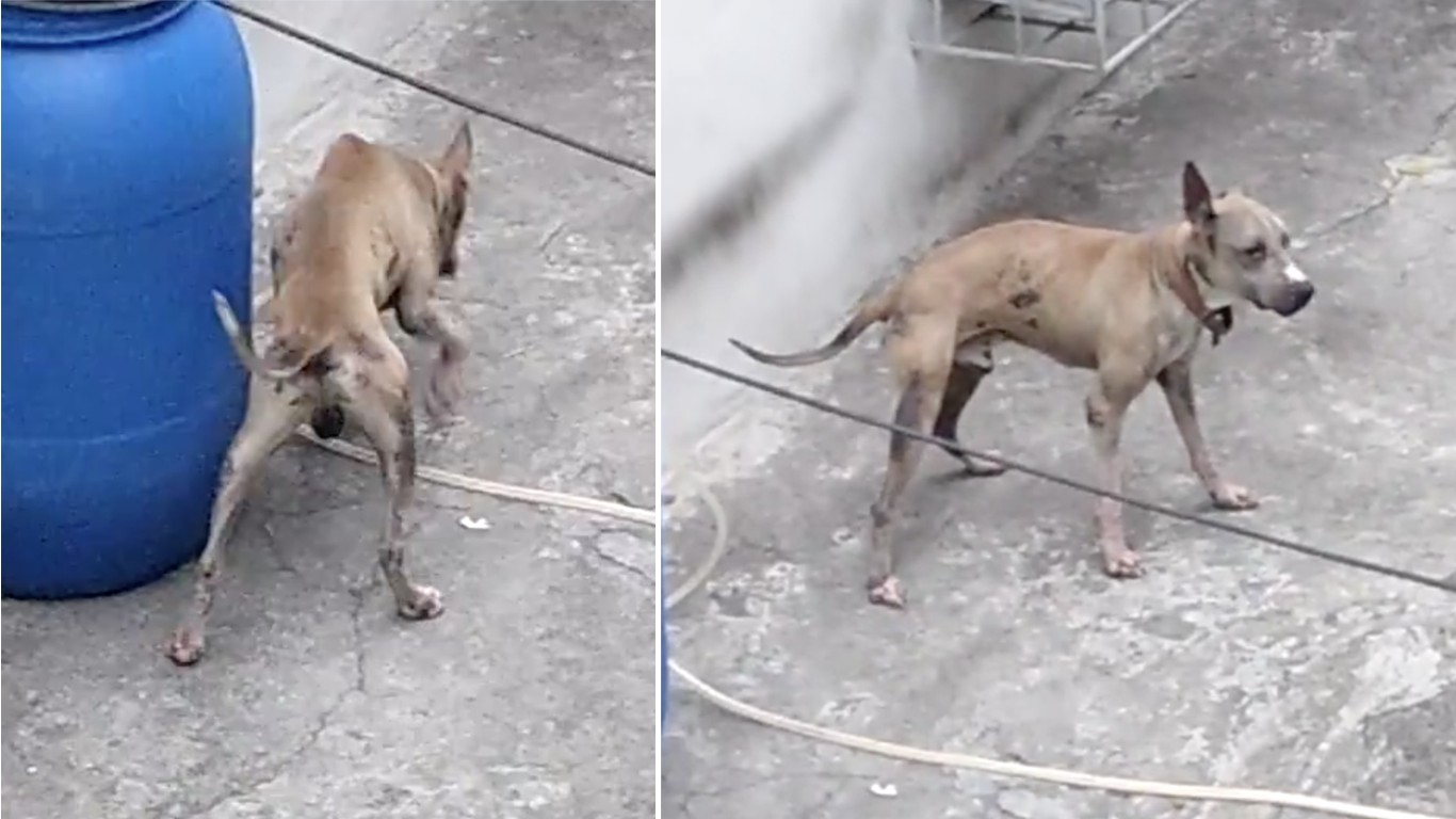 Help rescue dog locked outside without food and water for weeks!