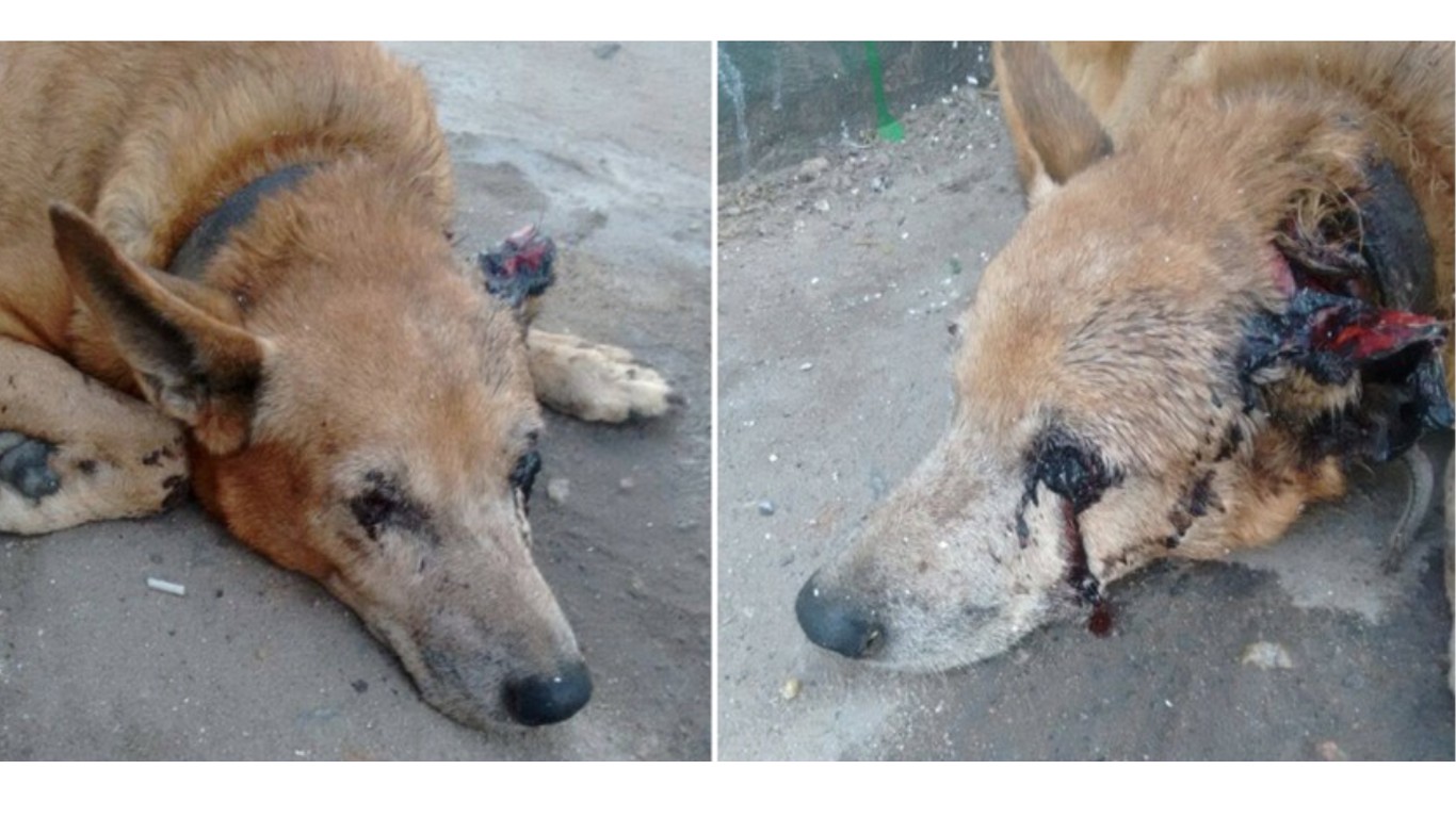 Justice for dog that had eyes poked out and ears cut off!