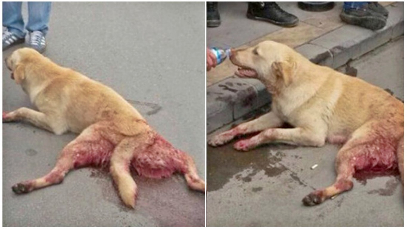 Justice for dog run over by bus driver and left to die on the street!