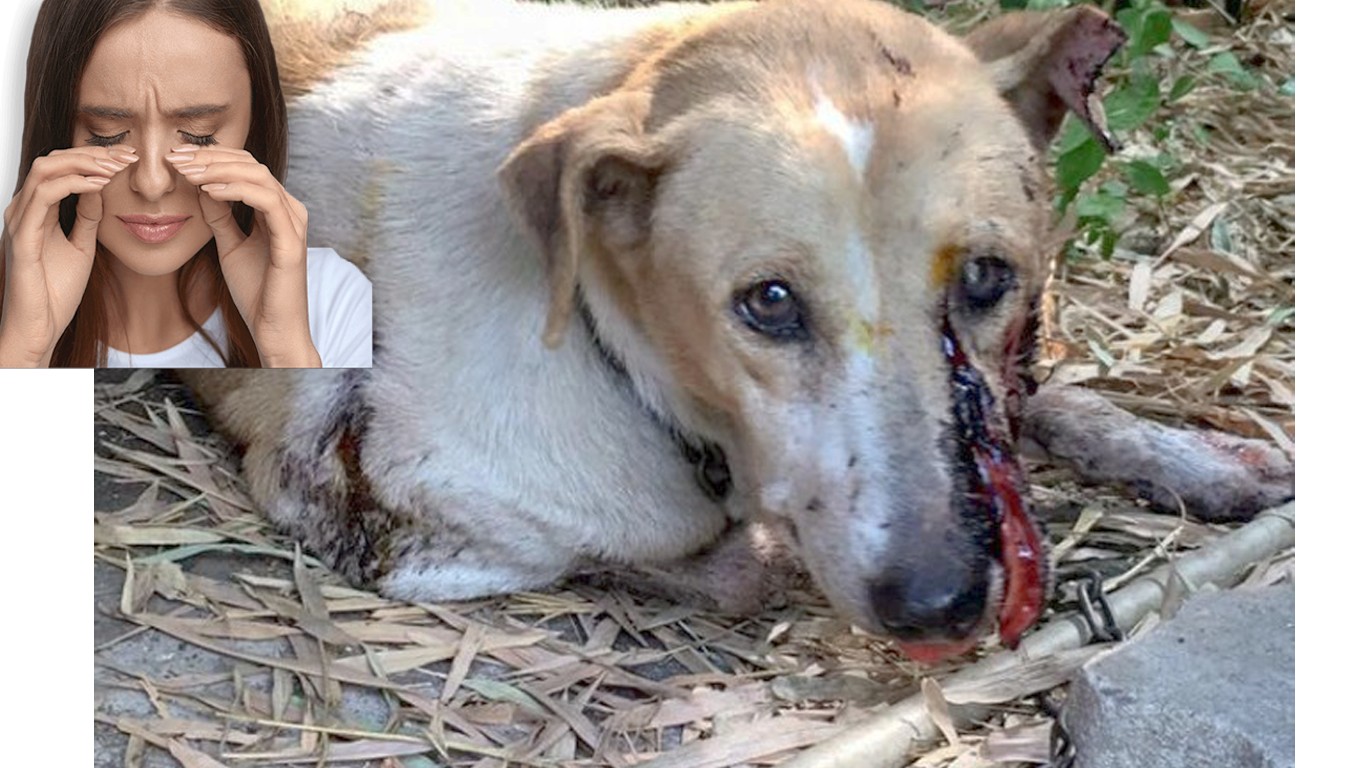 Support justice for Milk â€“ docile dog cut up and abandoned in the woods!