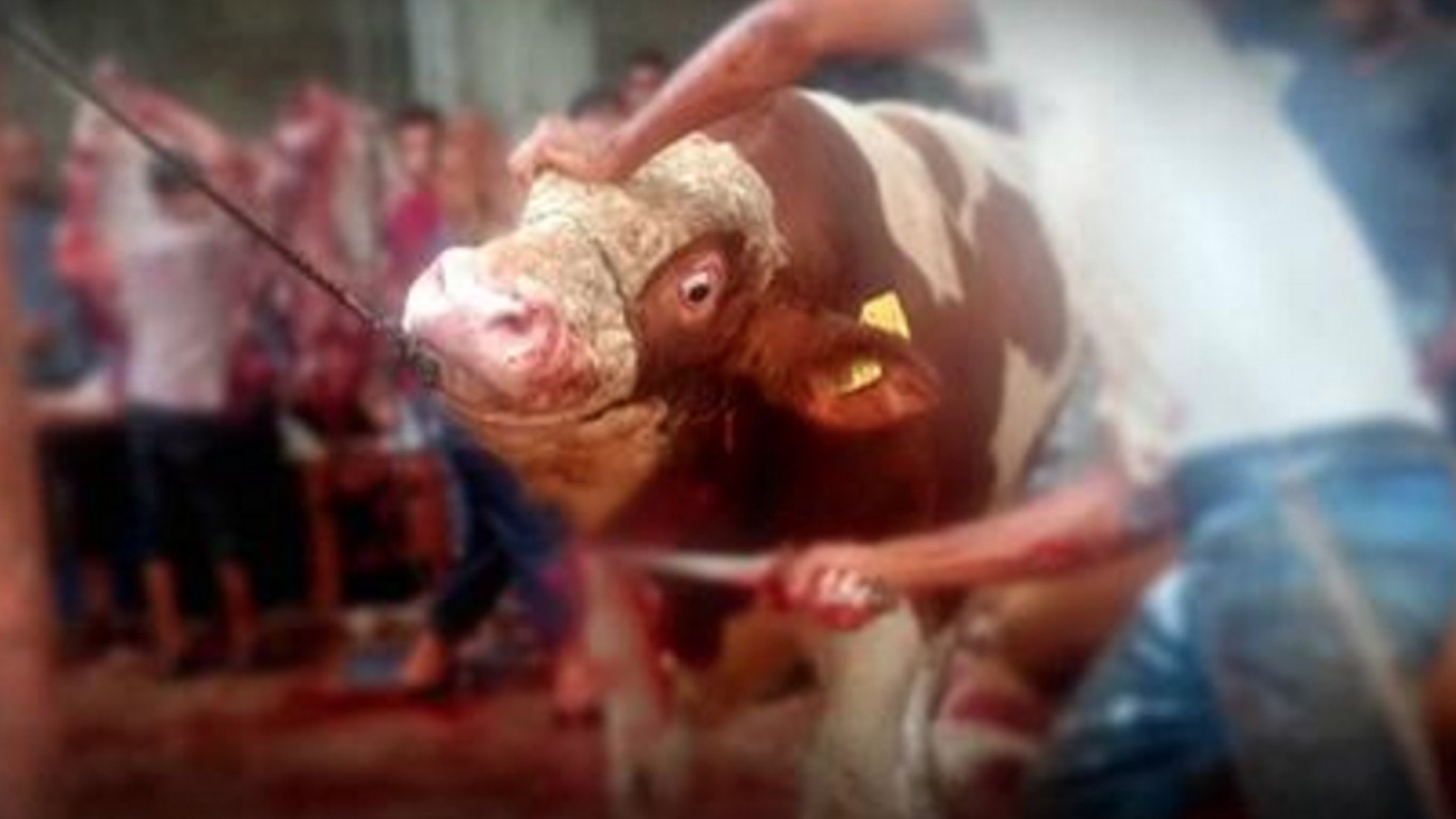 Stop Romania from exporting calves to the Middle East â€“ where they are chopped up while still alive!