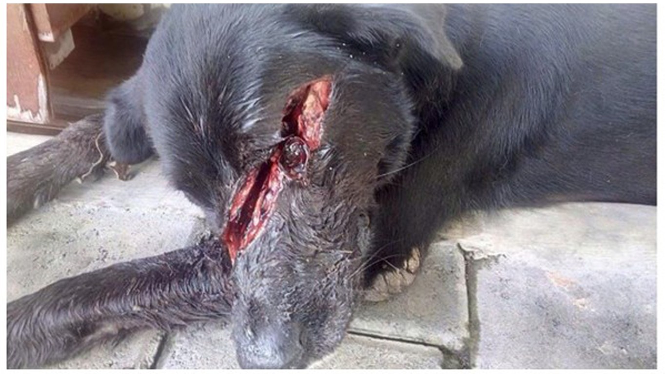 Justice for dog that had face slashed with knife!