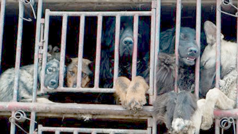 South Korea: Stop the inhumane dog meat trade now!