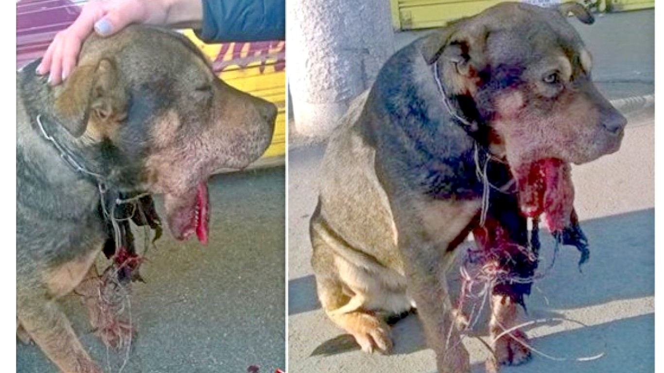 Justice For Rambo â€“ cruel people set off fireworks in his mouth and leave him to die!