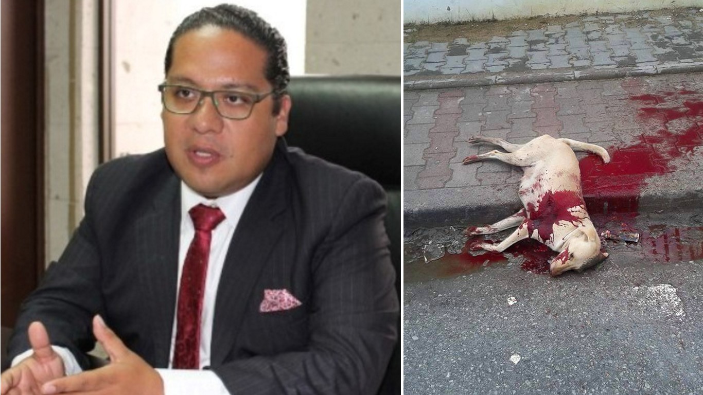 Oppose congressman that believes stray dogs should be shot because they are 'useless'!