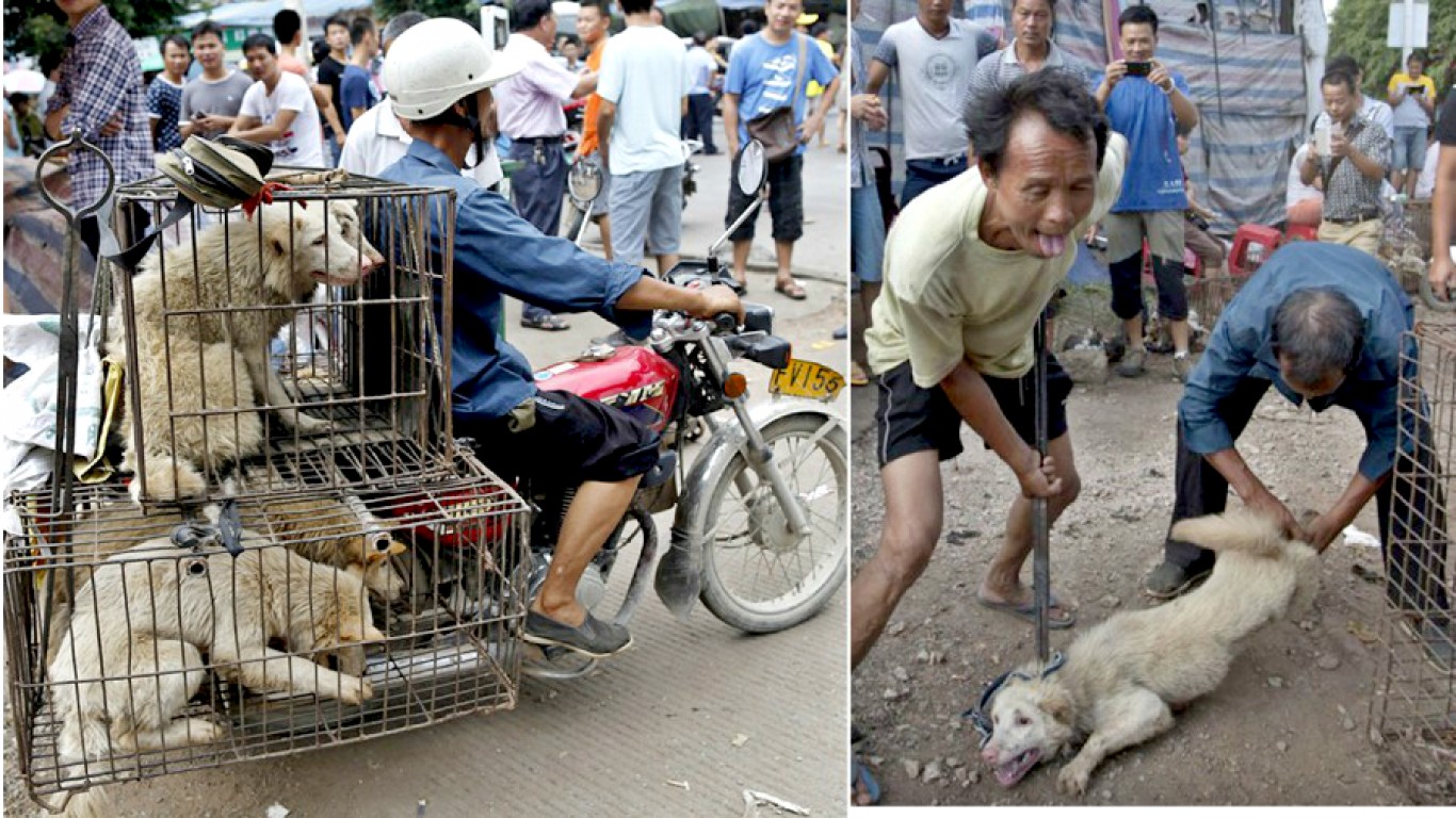 Do not let China host the World Dog Show in 2019, they eat dogs over there!