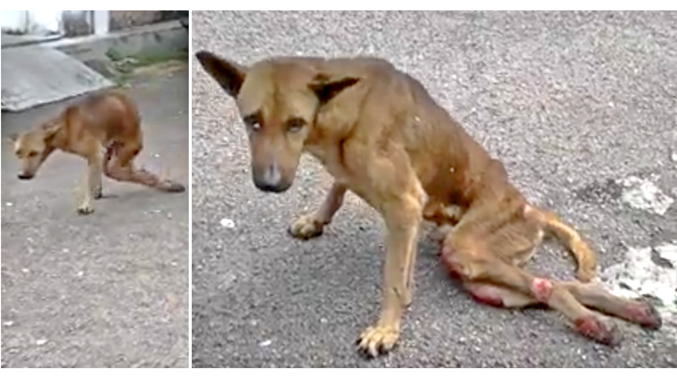 Thousands dogs are left to suffer on the streets! Help save them!