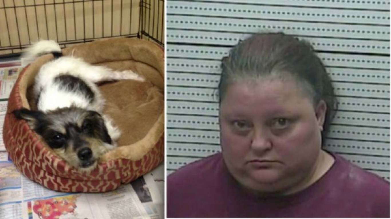 Justice for Maggie â€“ punish woman that threw pet dog out of moving vehicle twice!