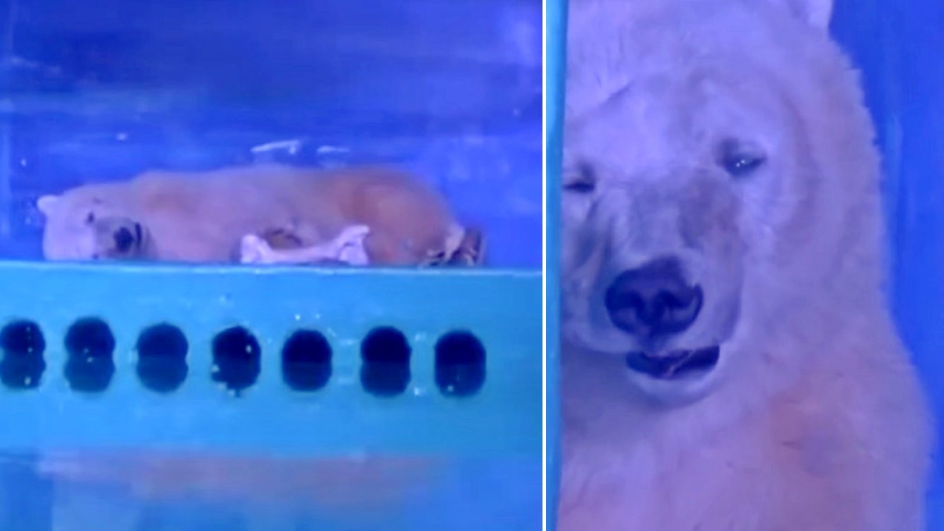 Help free polar bear trapped at Chinese mall so people can pose for photos!