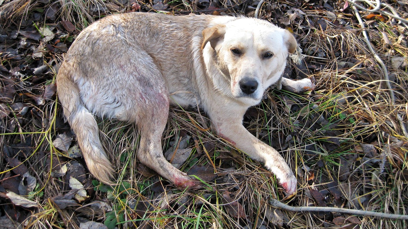 Justice For Molly The Labrador - Dragged Behind Car For Miles